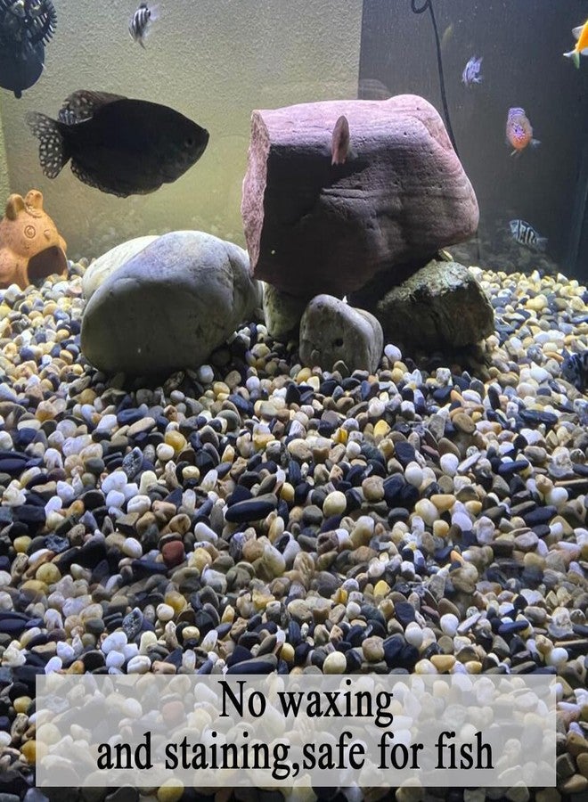 FANTIAN حصى حوض السمك من فانتيان، وزن 2 رطل، حصى بازلاء بحجم 2/5 بوصة لحوض السمك، حصى زينة، صخور نهرية للنباتات، مزهريات نباتات عصارية، نوافير مياه داخلية، وتنسيق الحدائق الخارجية - Image 5